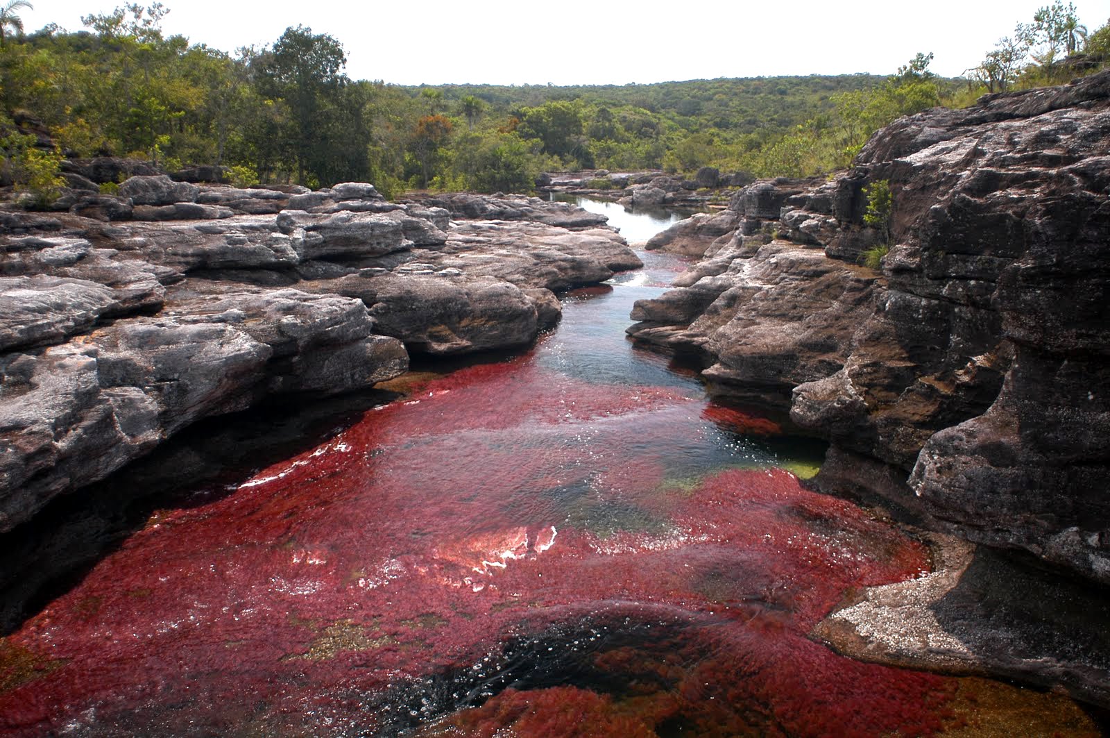 Река с красной водой. Река Каньо Кристалес. Каньо-Кристалес Колумбия. Разноцветная река Каньо-Кристалес. Разноцветная река Каньо-Кристалес (Колумбия).